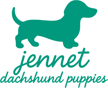 jennet dachshund puppies